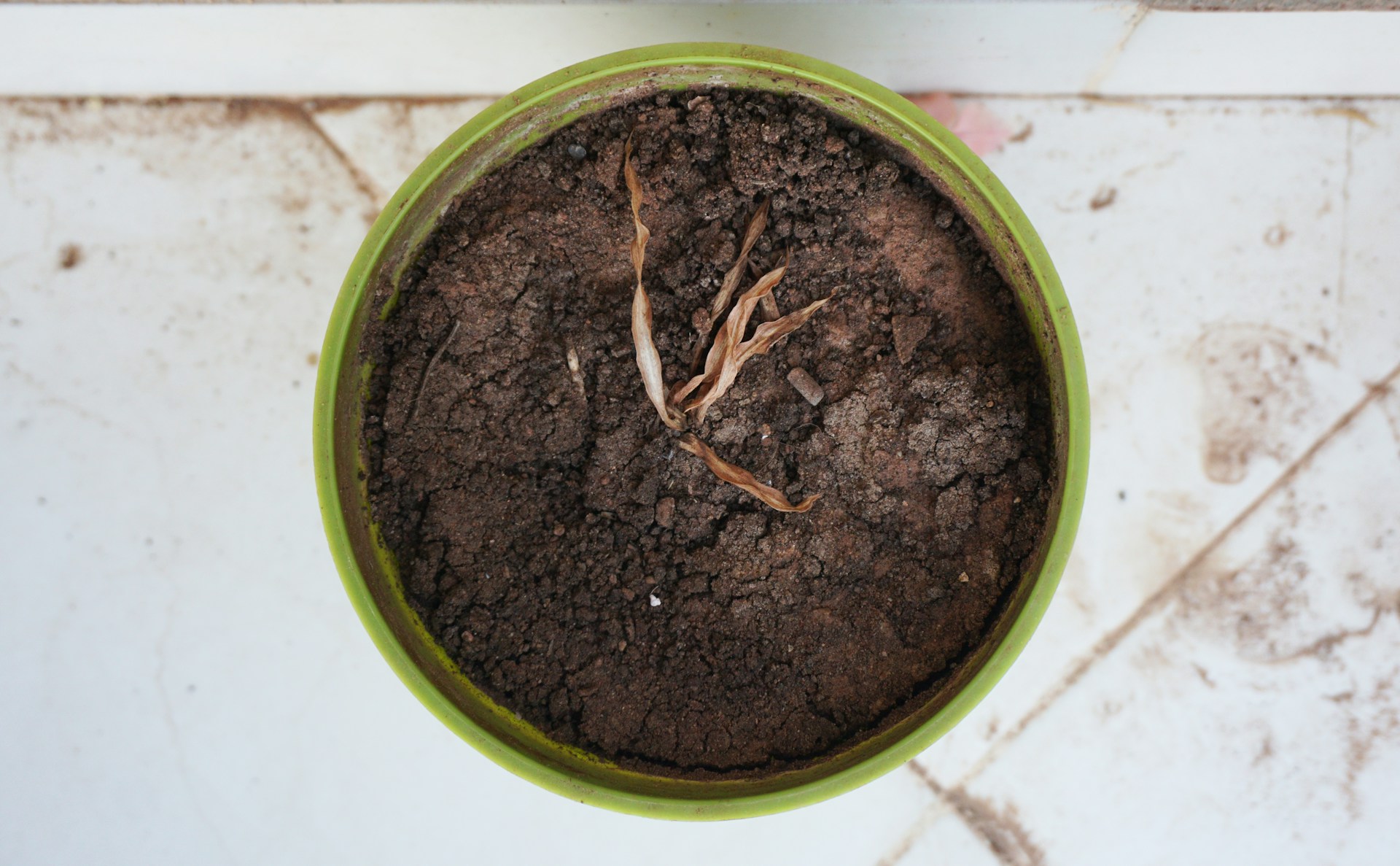 Sådan beskytter du dine planter mod frost om vinteren - Foto: Unsplash