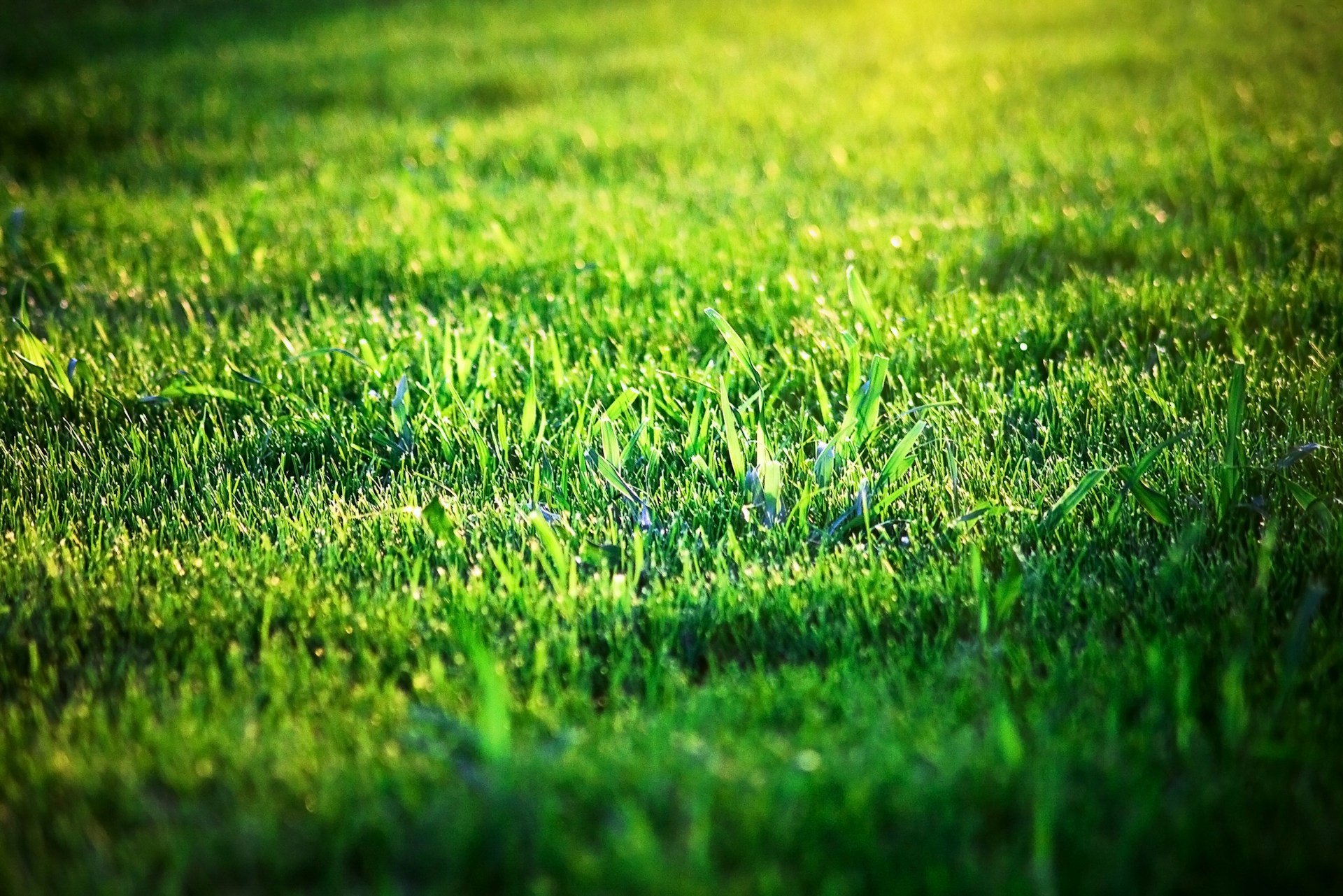 Græssaks Test - Foto: Unsplash
