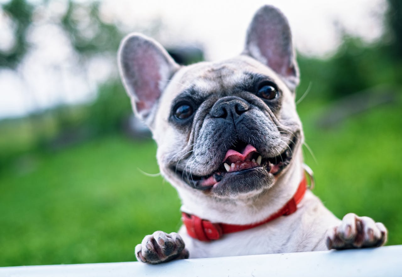 Kølemåtte Til Hund Test - Foto: Pixabay