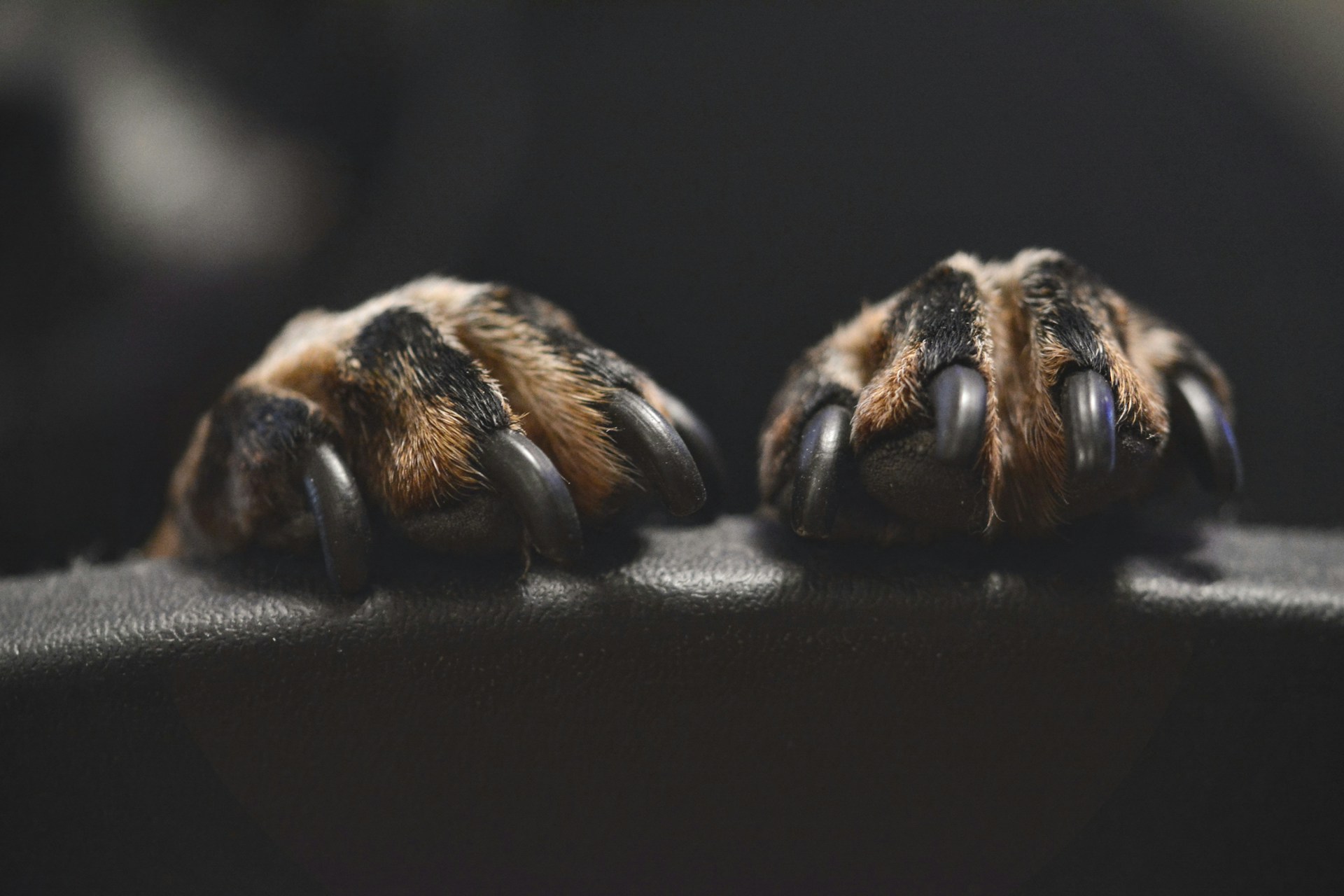 Neglefil Til Hund Test - Foto: Unsplash