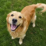 Hunde logrer ikke kun med halen, når de er glade – der er også en anden grund